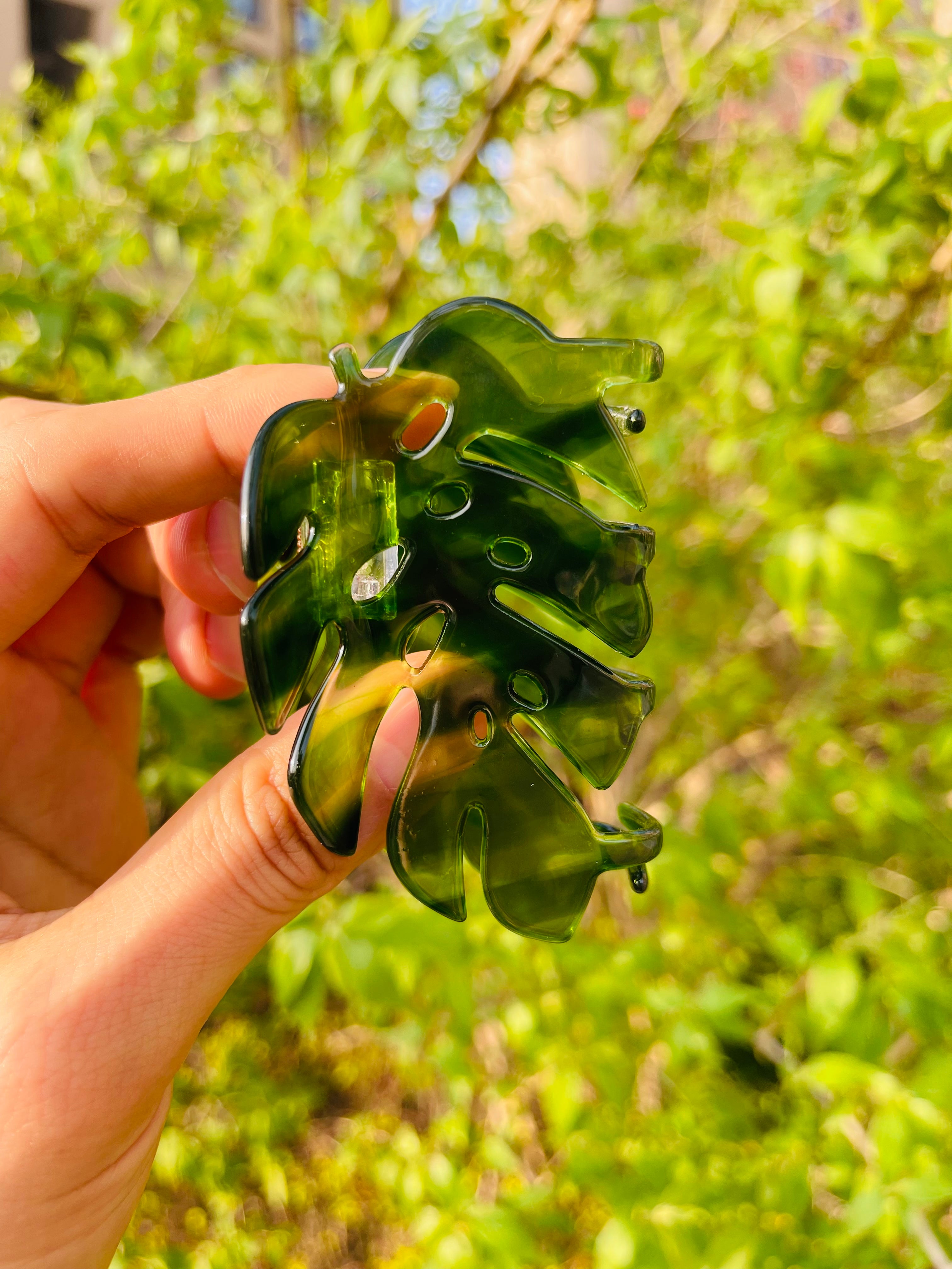 Monstera deliciosa Liebm Claw (New version)