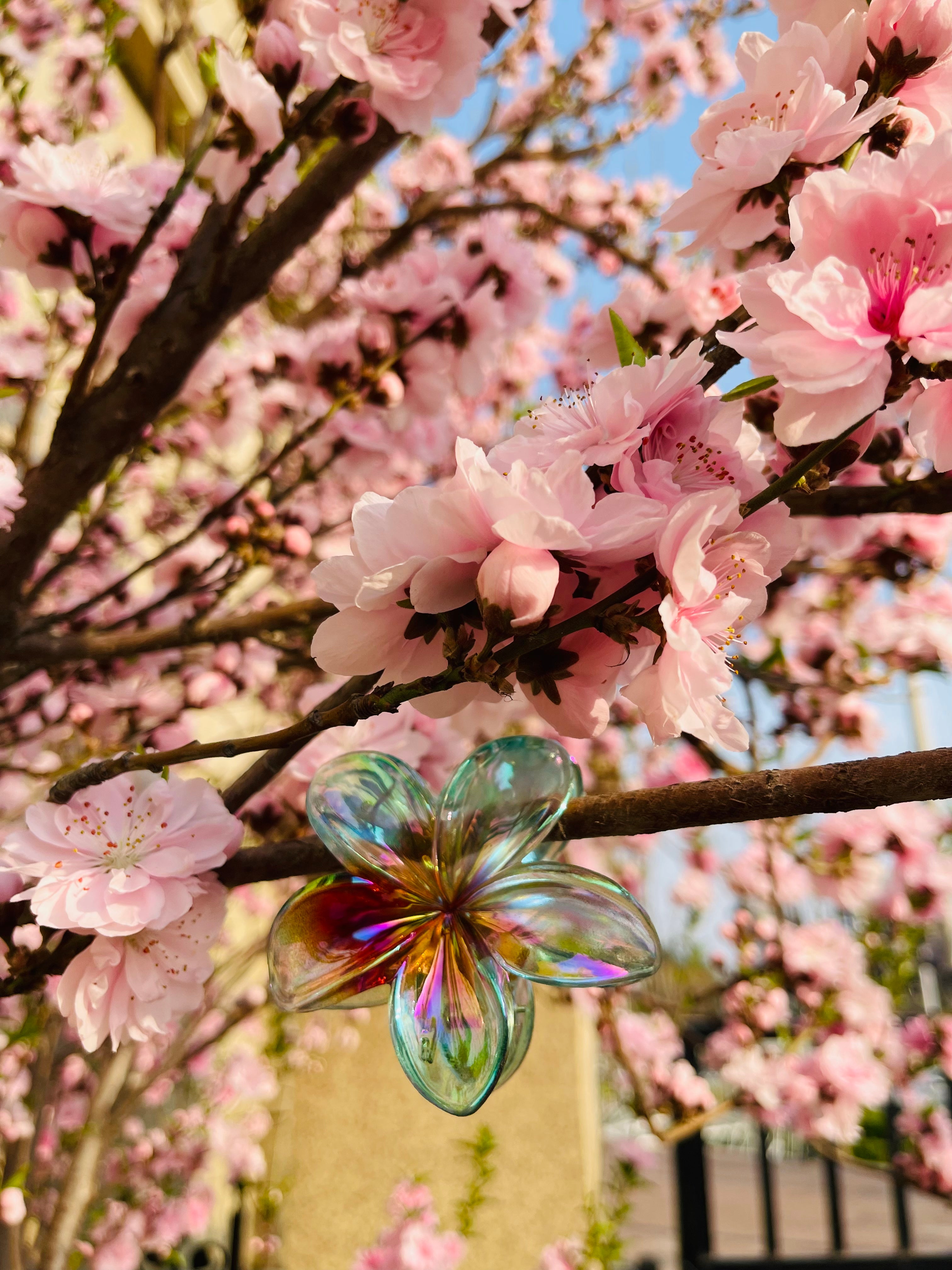 Colorful Plumeria claw within Blue