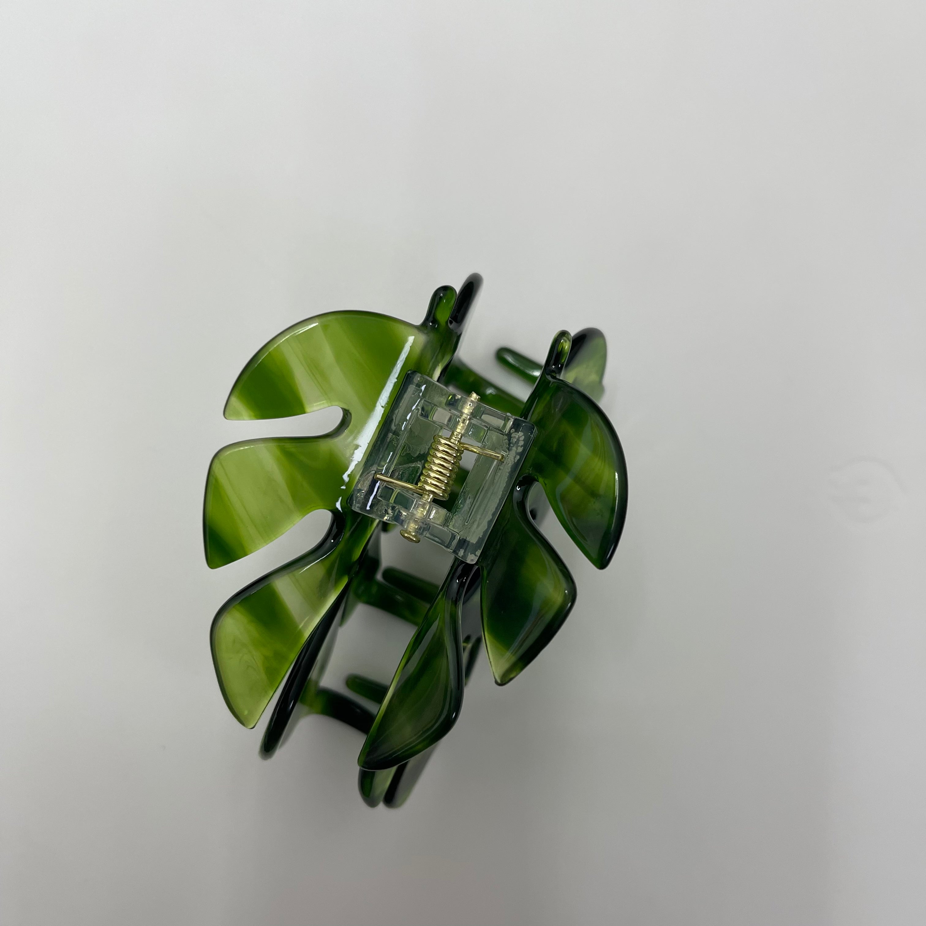 Monstera deliciosa Liebm Claw (New version)