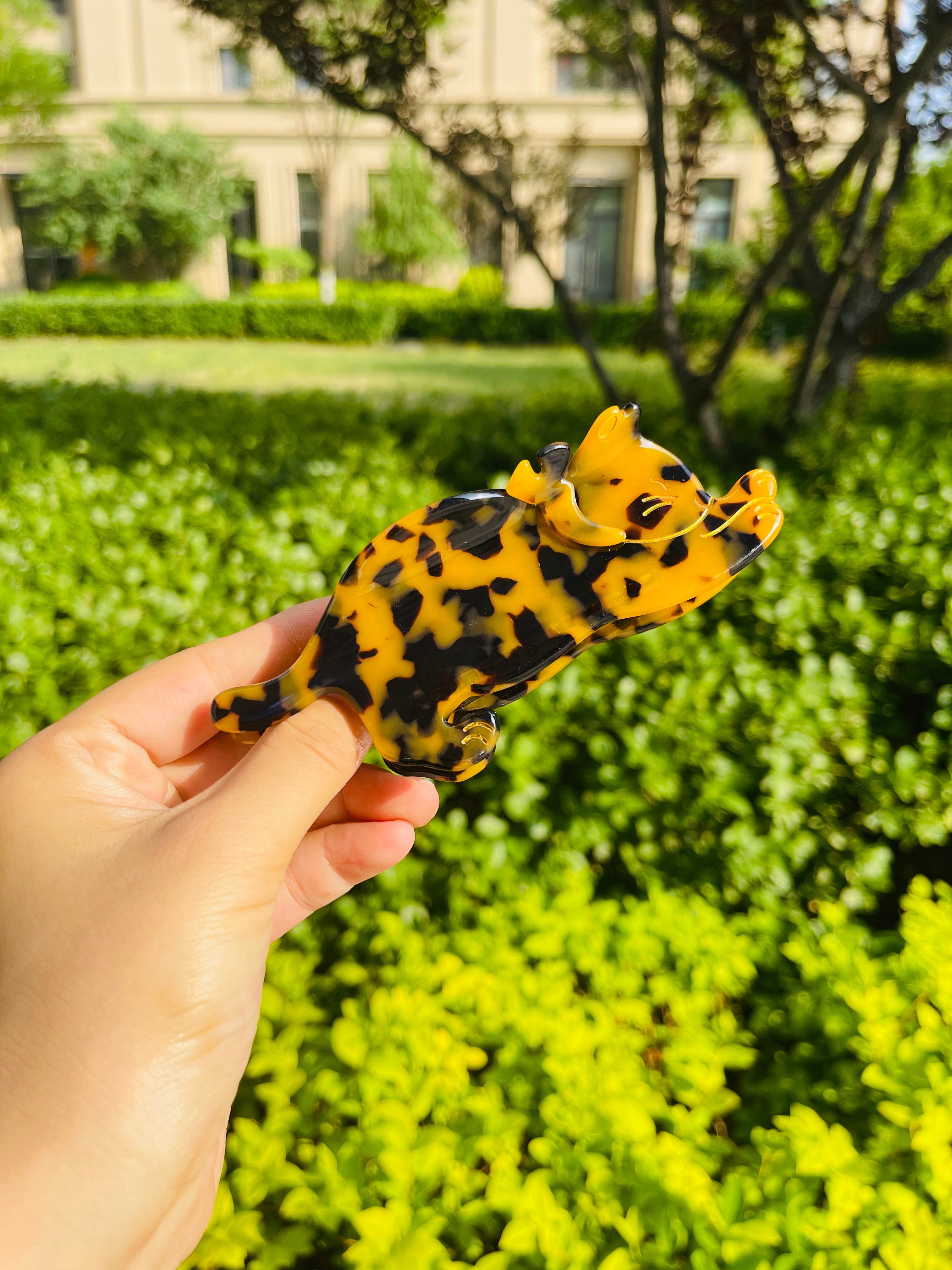 Strechy Cat Claw in Tea