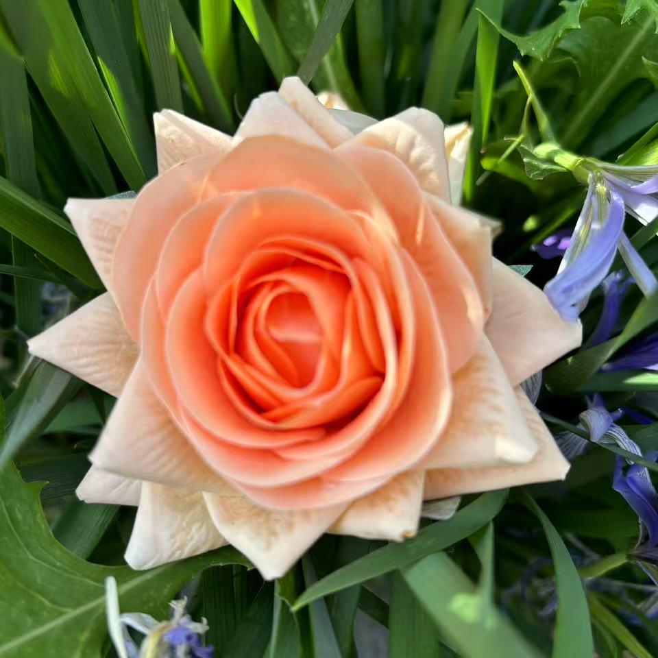 Rose Hair Claw in Orange