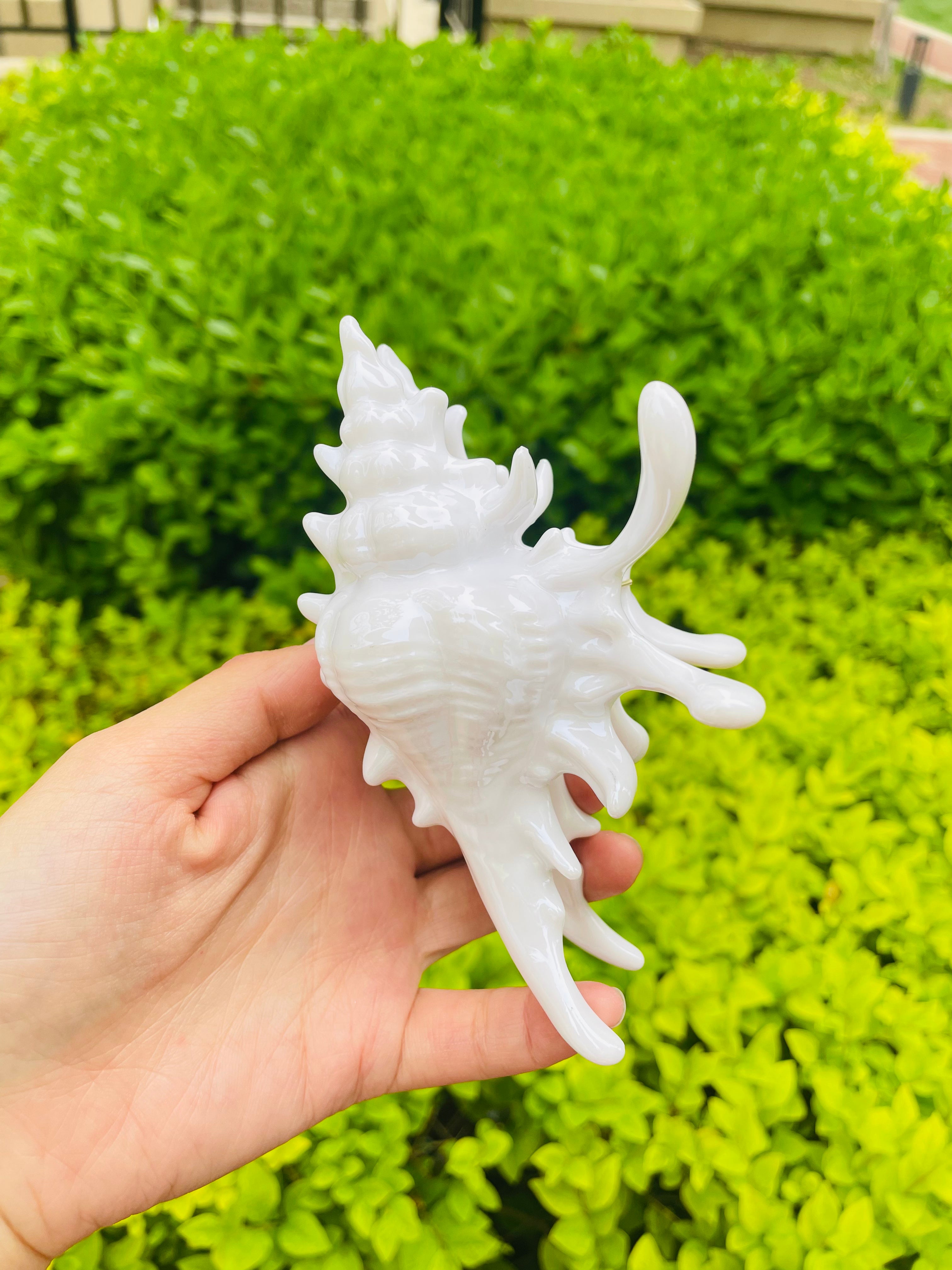 New Process Conch Claw in Snow