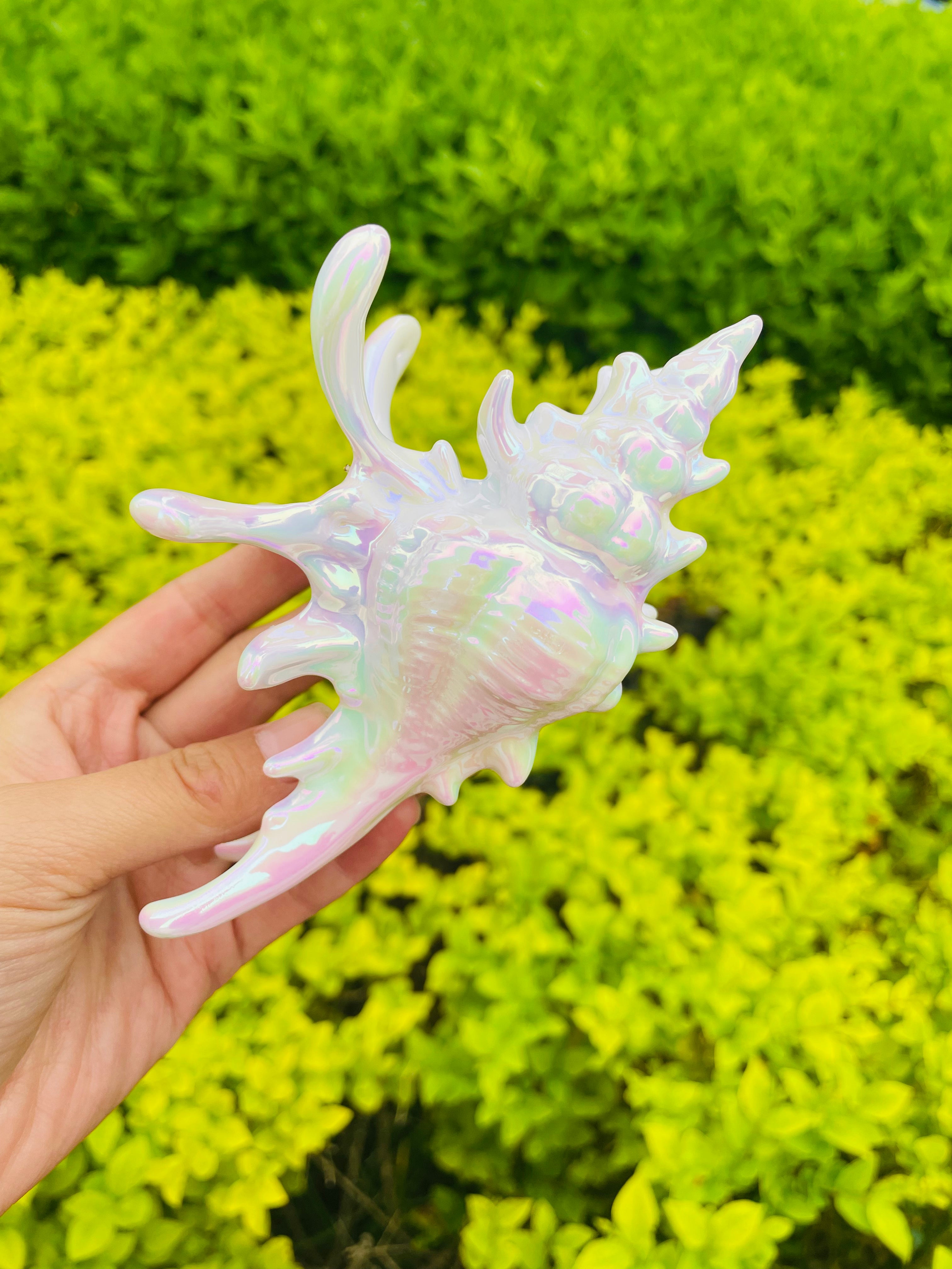 New Process Conch Claw in Pearl