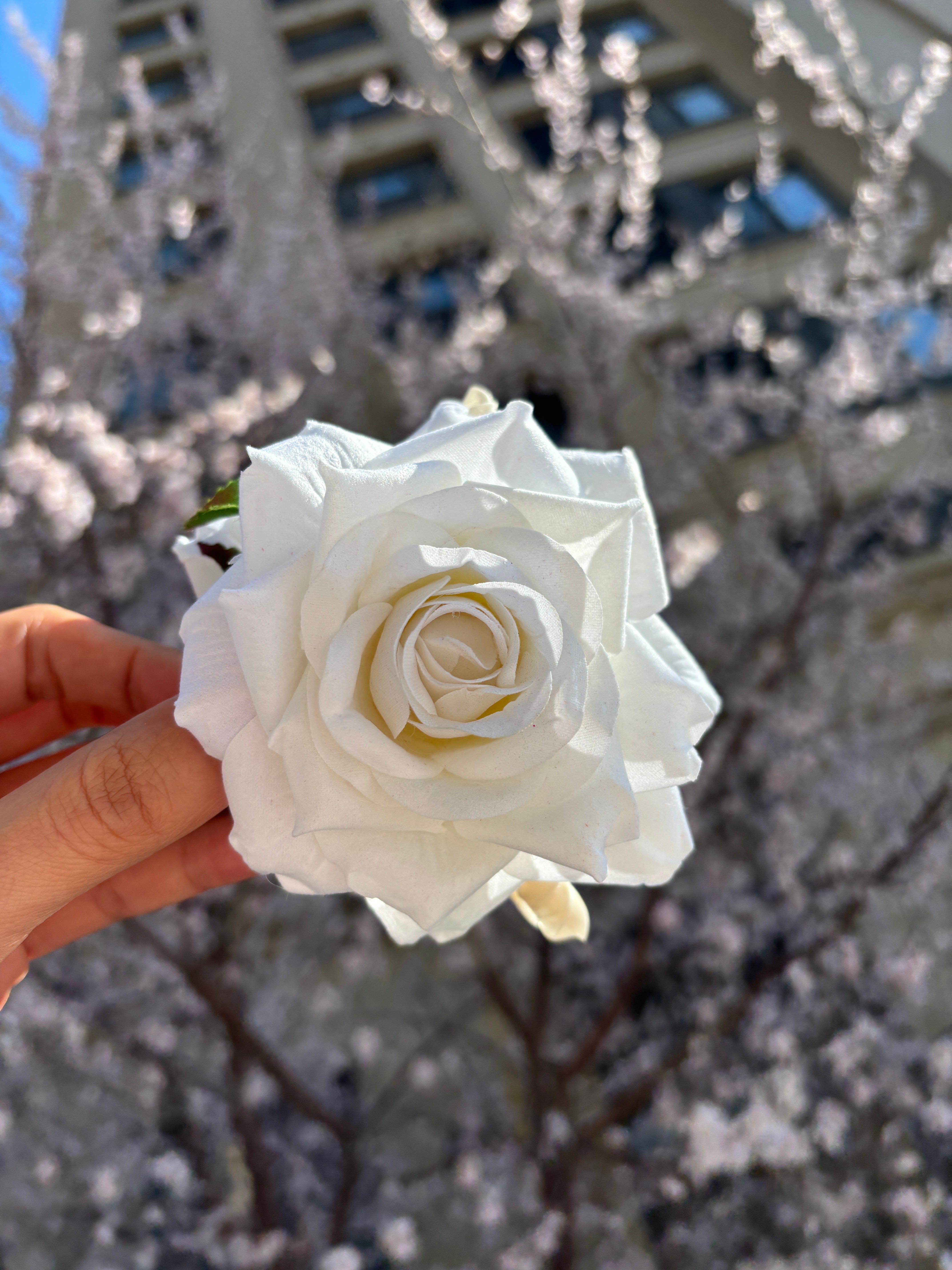 White Rose Hair Claw