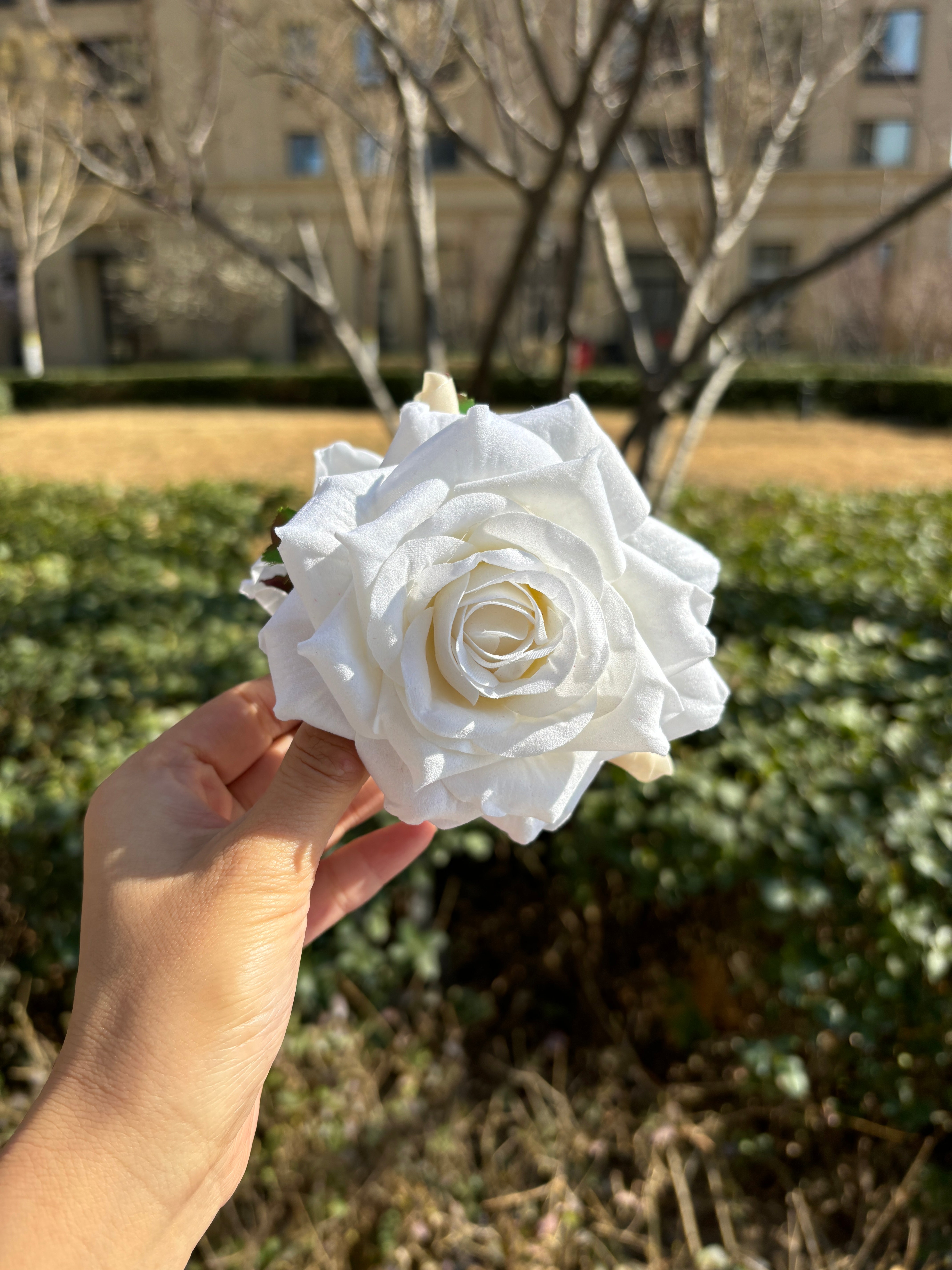 White Rose Hair Claw