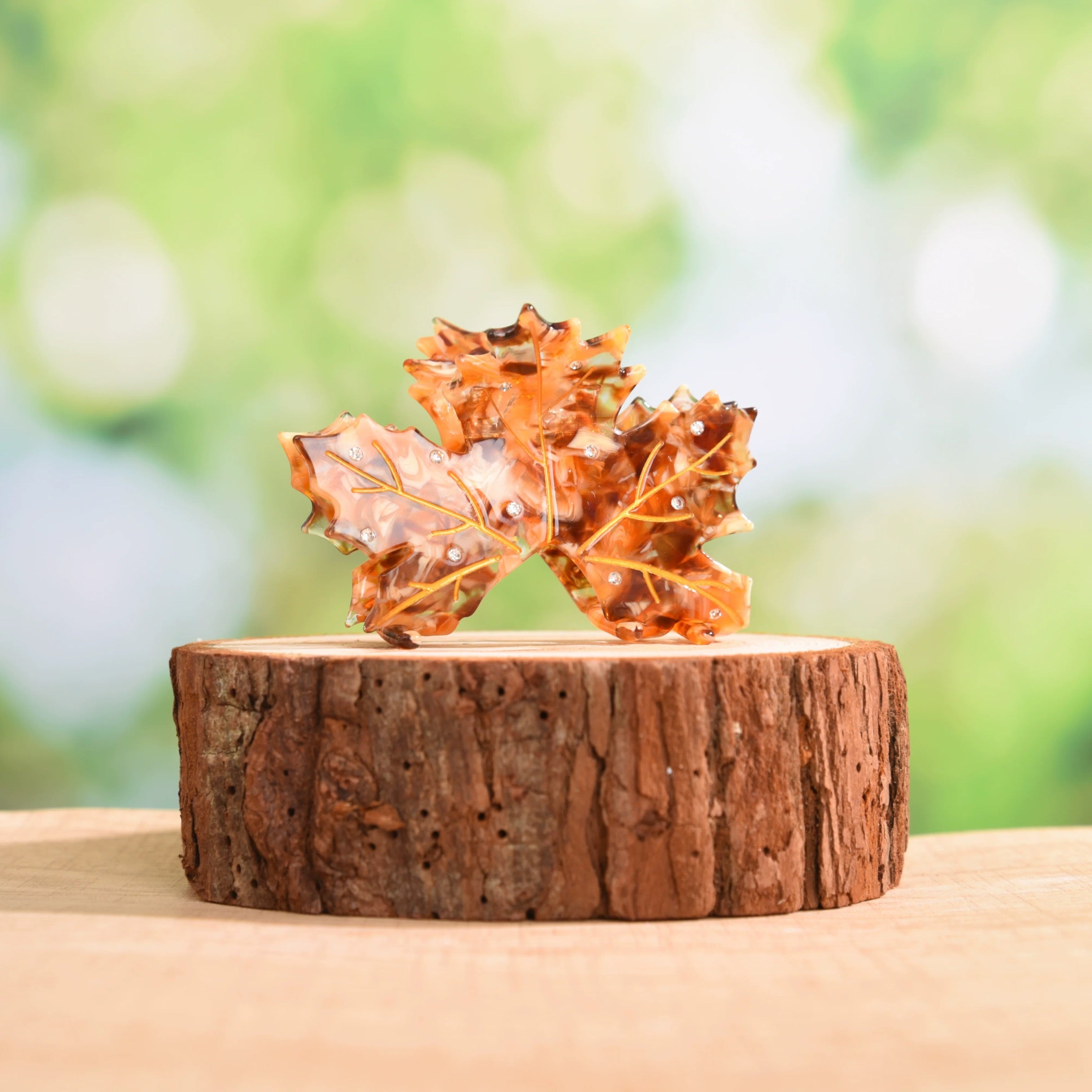 Acer rubrum claw within Brown