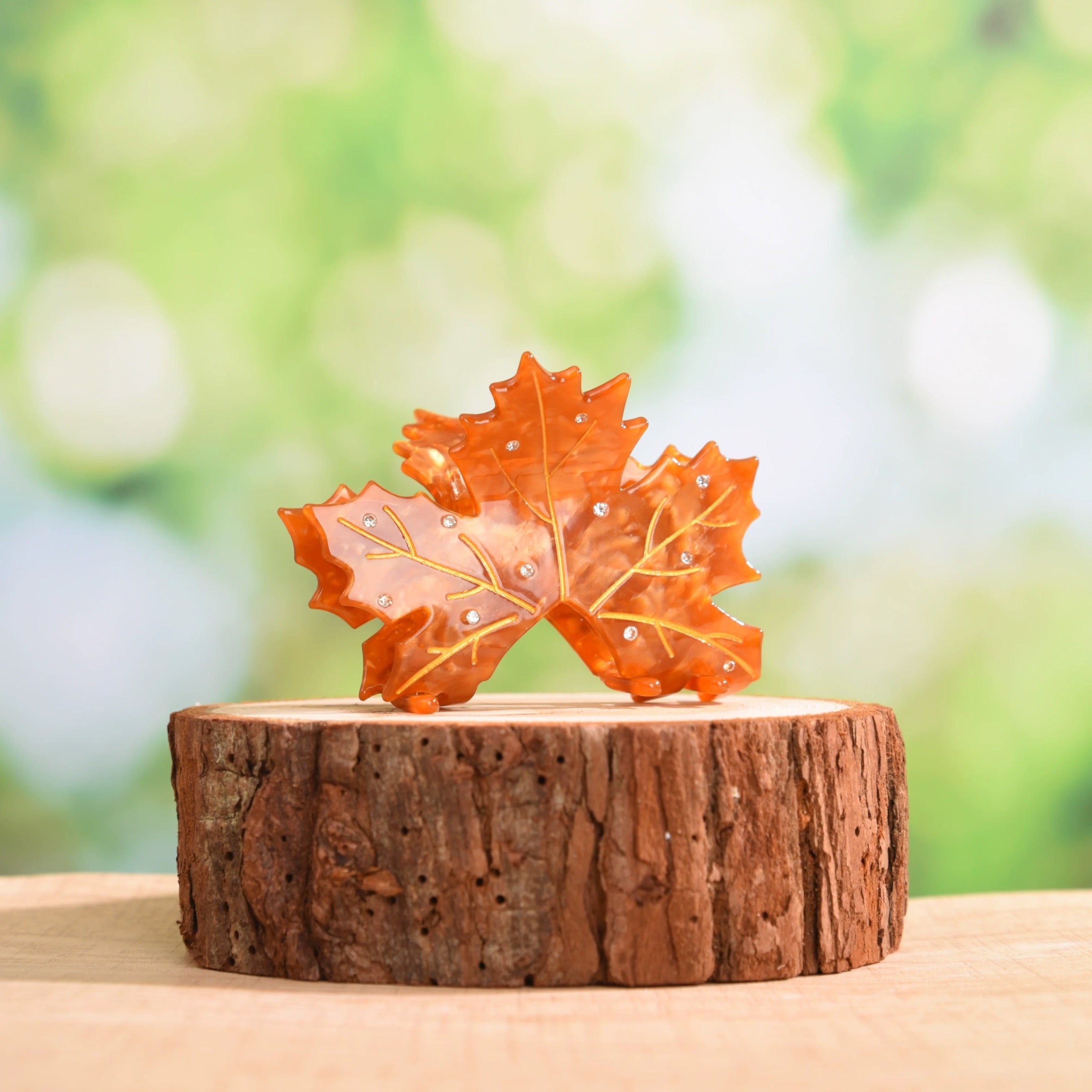 Acer rubrum claw within Coffe