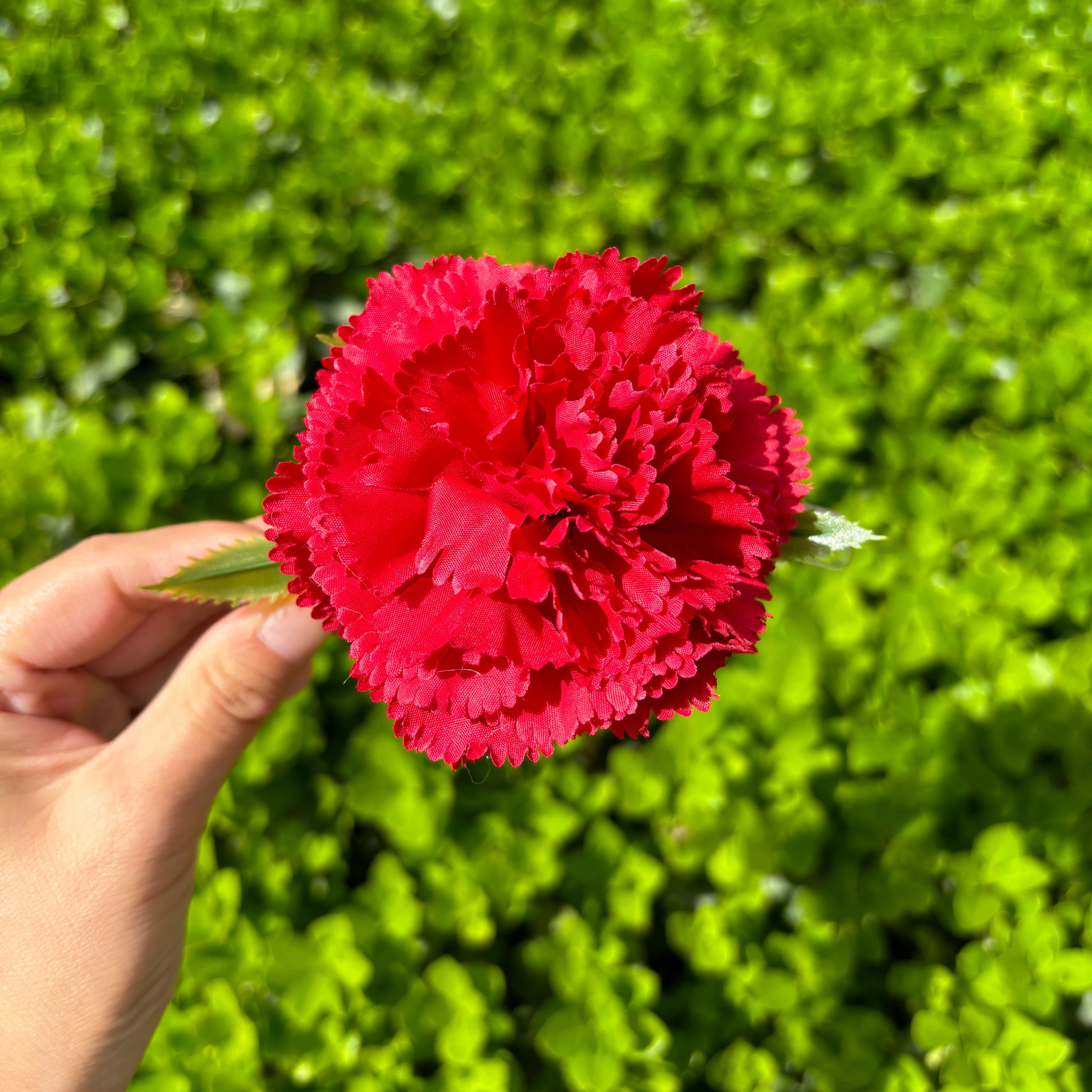 Carnation hair claw Within Red