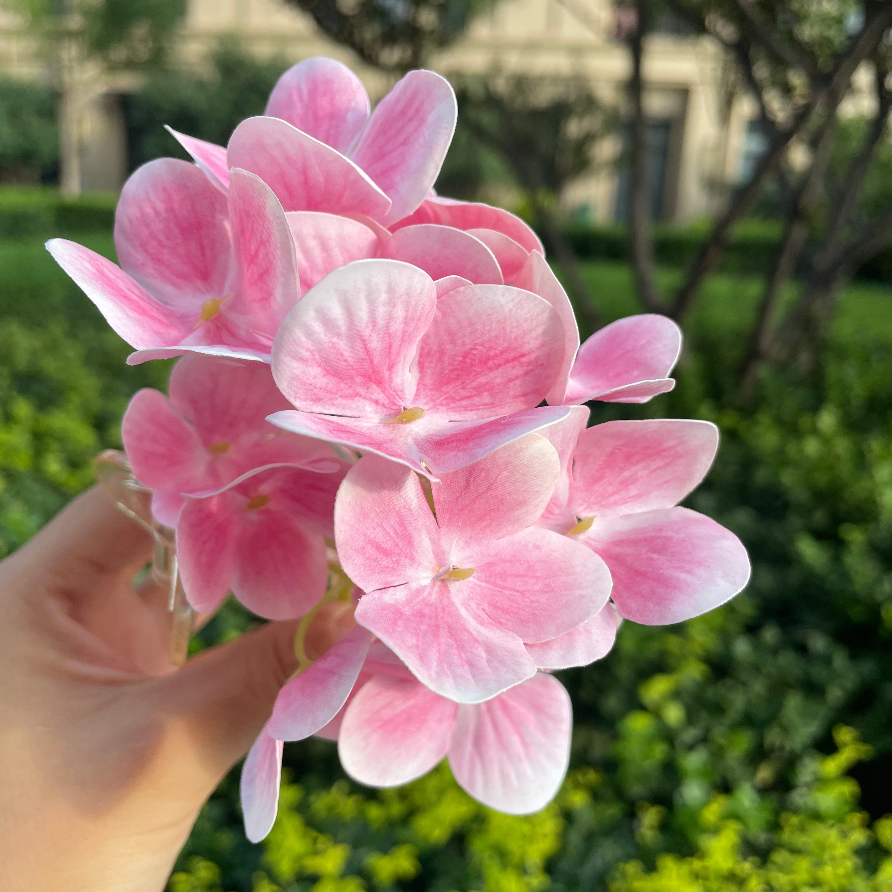 Hydrangea Claw within pink